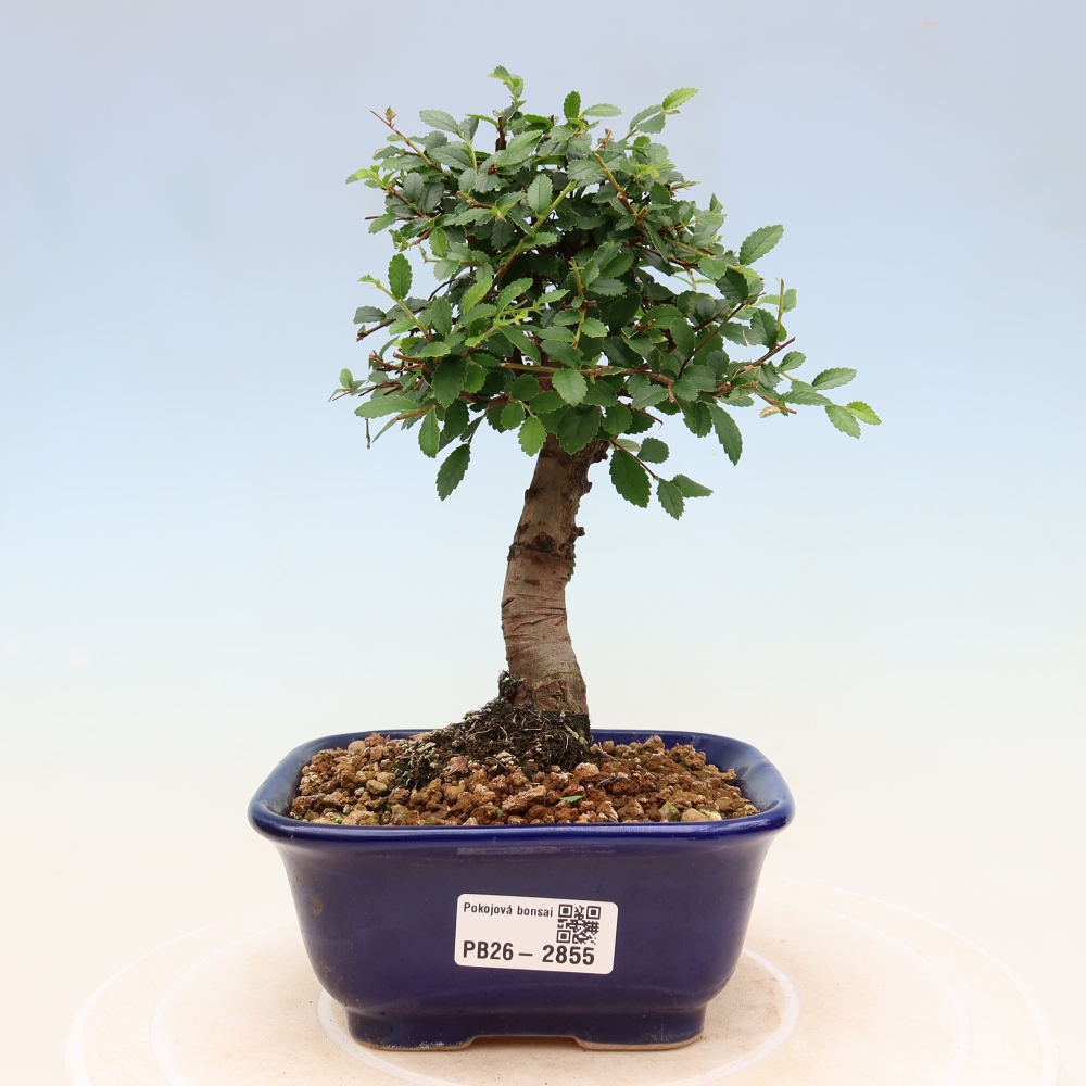 Izbový bonsaj - Ulmus parvifolia - brest malolistý