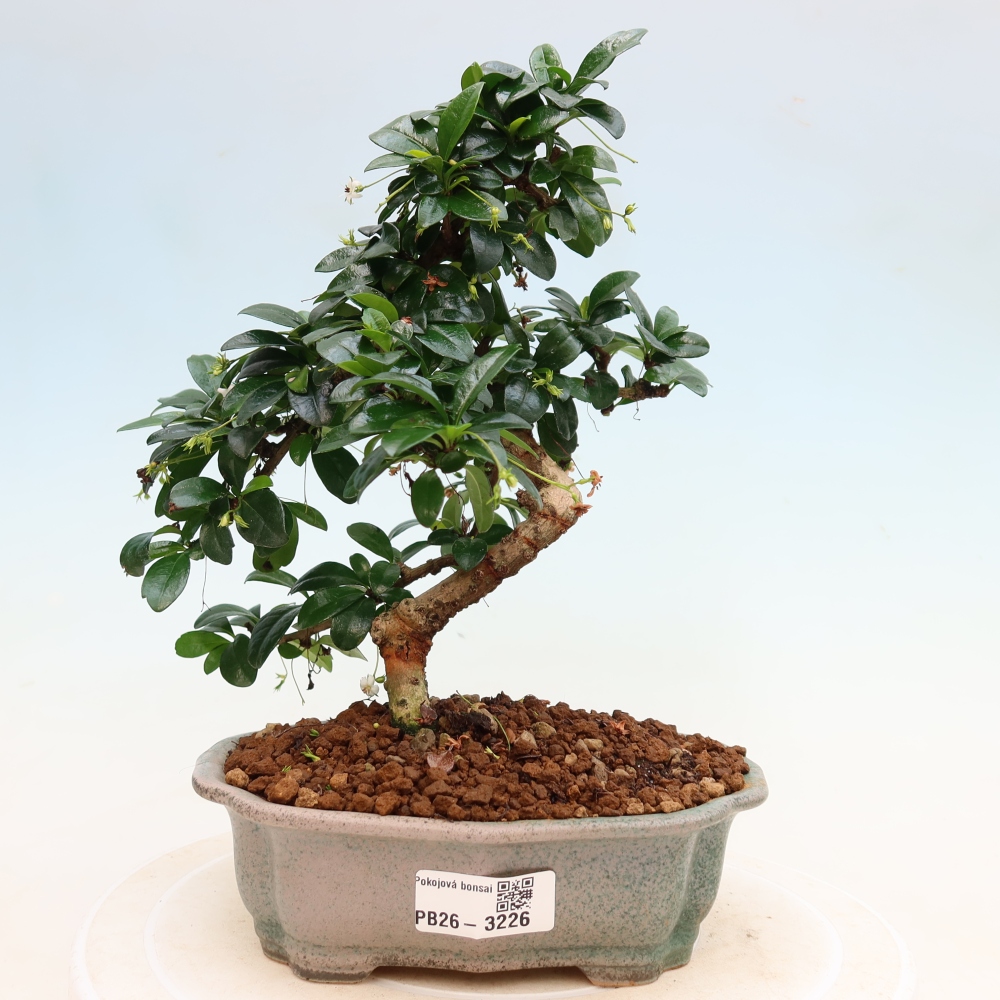 Izbové bonsaje - Carmona macrophylla - Tea fuki