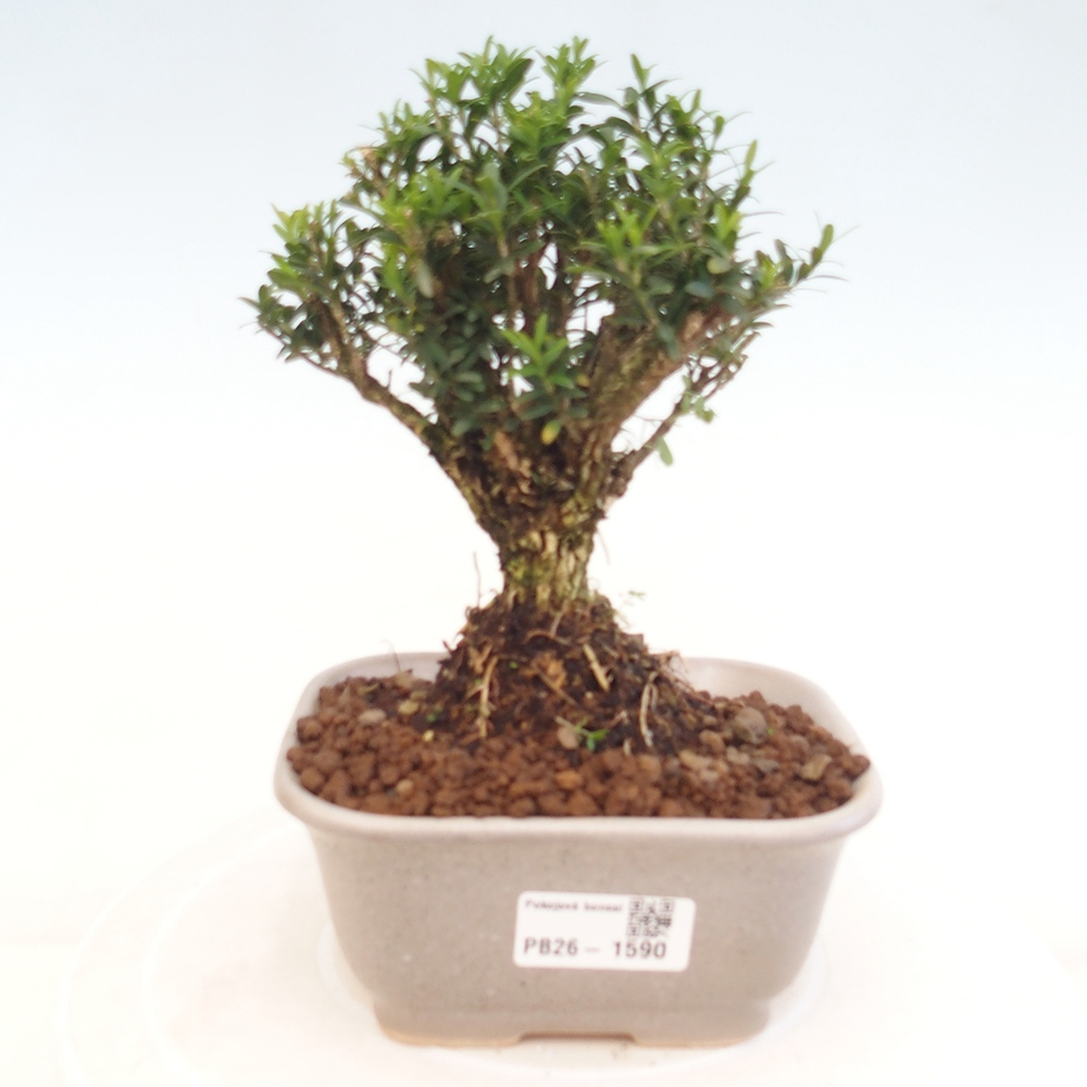 Izbové bonsaje - Buxus harlandii - korkový buxus