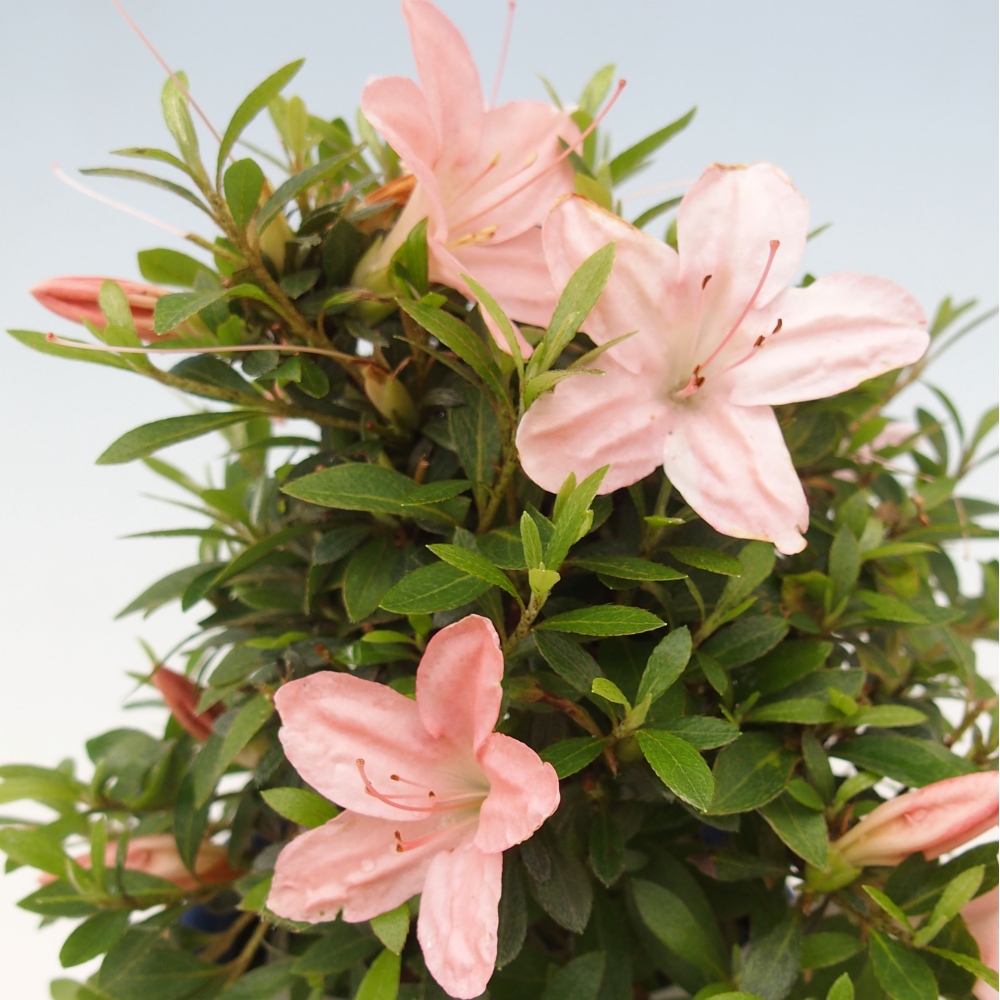 Vonkajší bonsai - Japonská azalka -  Azalea Nikko