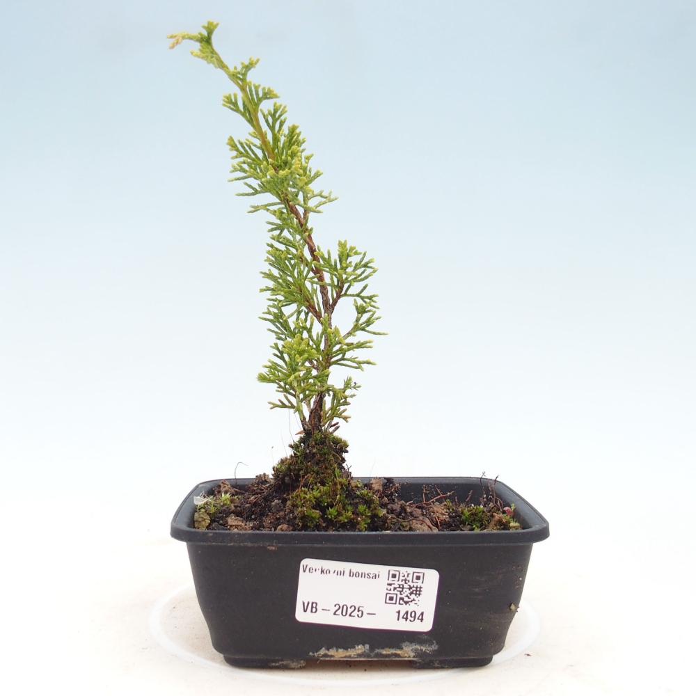 Vonkajší bonsai - Juniperus chinensis Itoigawa -Jalovec čínsky