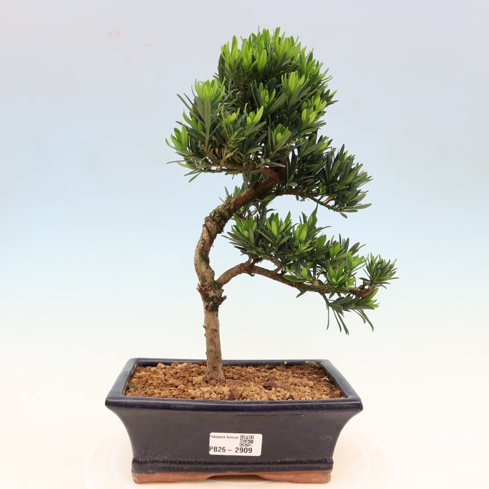 Izbové bonsaje - Podocarpus - Kamenný tis