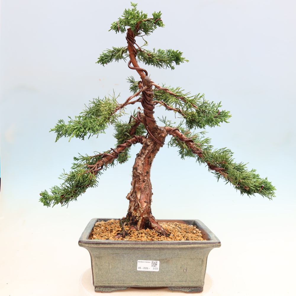 Vonkajší bonsaj - Juniperus chinensis Kishu