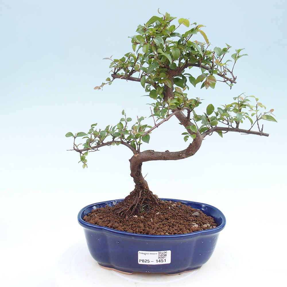 Izbová bonsai - Sagerécia thea - Sagerécia thea