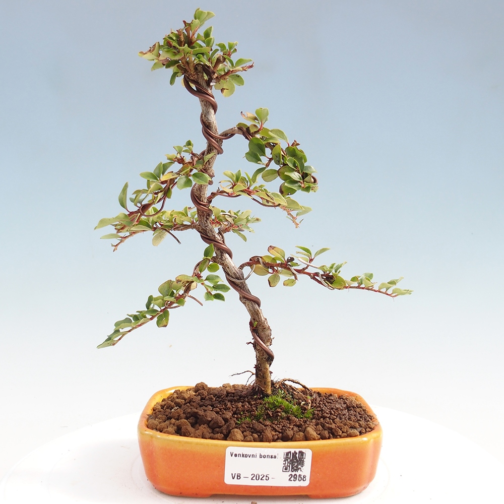 Vonkajší bonsai - Cotoneaster horizontalis - Skalník