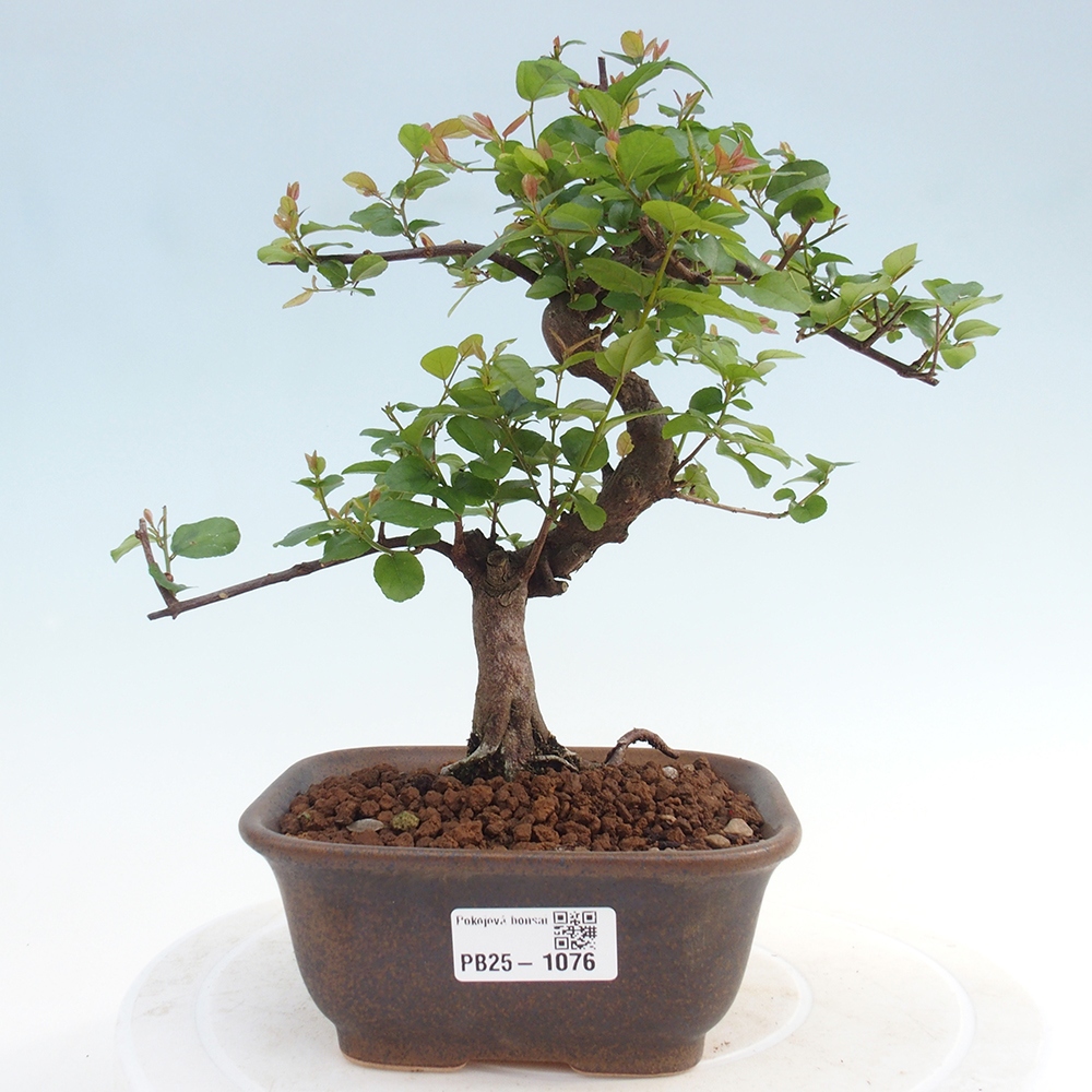 Izbová bonsai - Sagerécie thea - Sagerécie thea