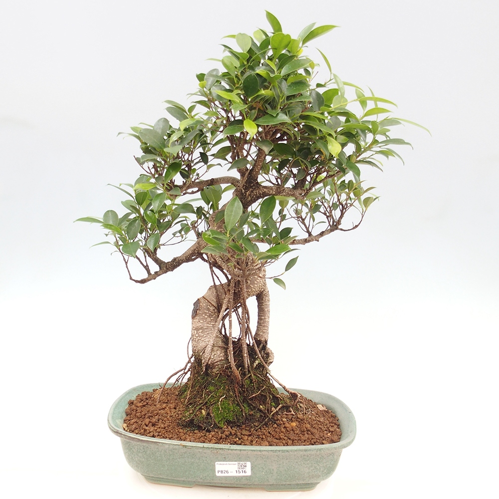 Izbové bonsaje - Ficus kimmen - drobnolistý fikus