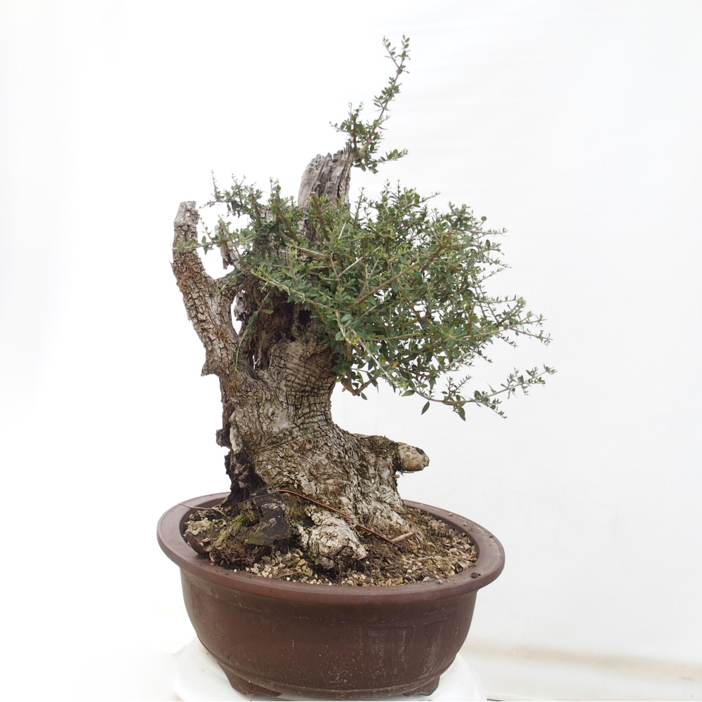 Izbová bonsai - Olea europaea sylvestris -Oliva evropská drobnolistá