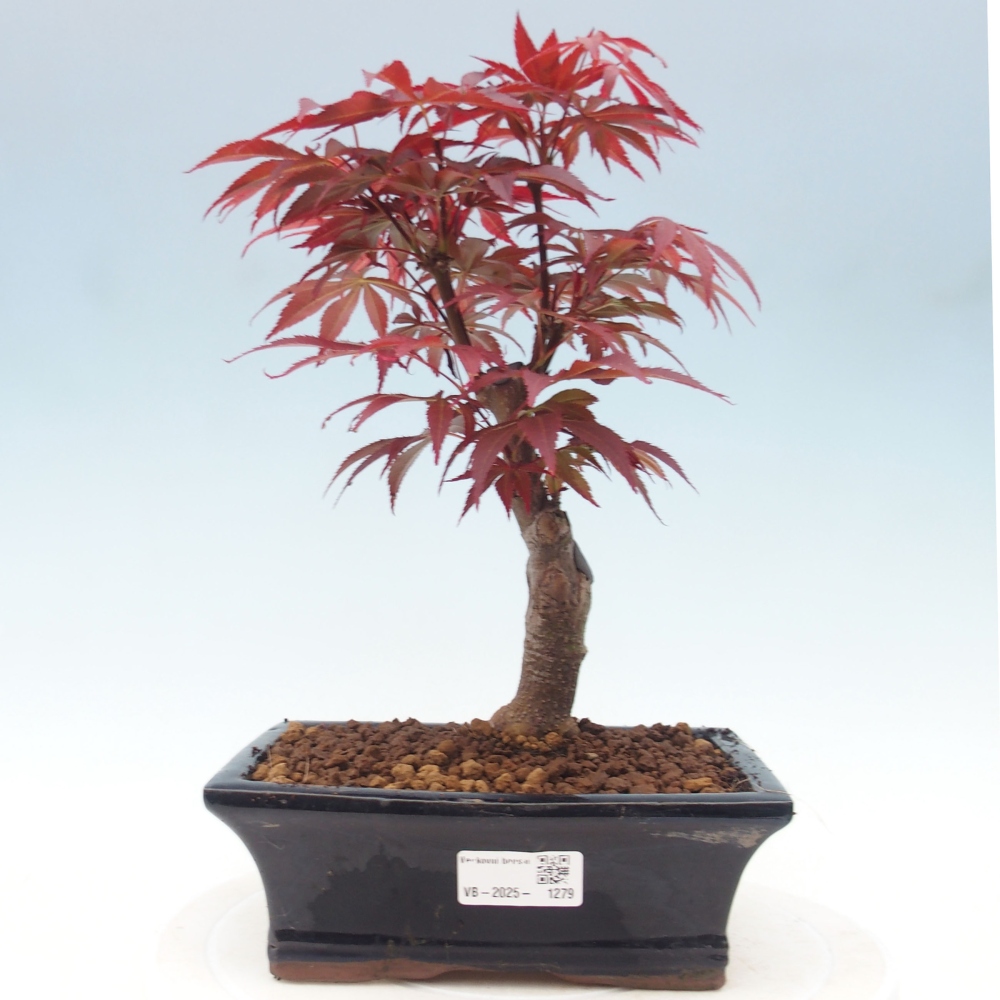 Vonkajší bonsai - Acer palm. Atropurpureum-Javor dlanitolistý