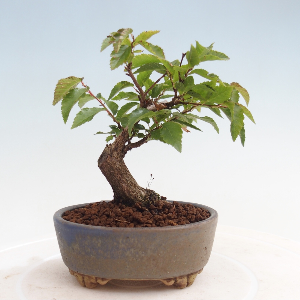 Vonkajší bonsai -Carpinus CARPINOIDES - Hrab kórejský