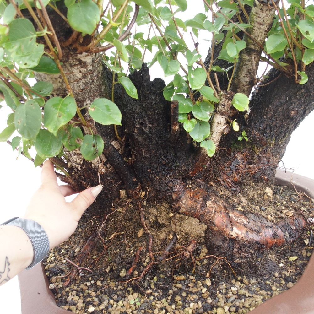 Vonkajšie bonsai - Mahalebka - Prunus mahalieb