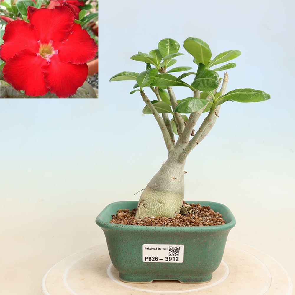 Izba bonsai – Adenium obesum Red Star – Púštna ruža
