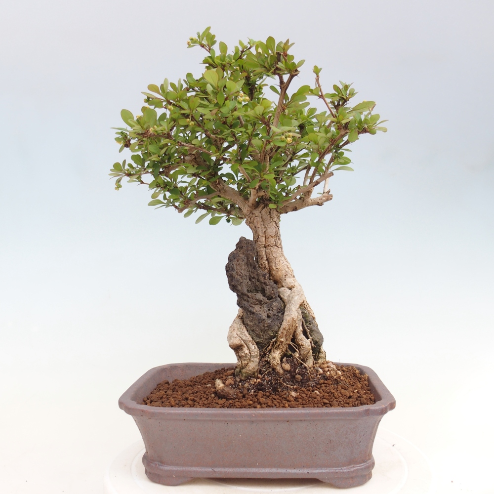 Vonkajšie bonsaje - Berberis coreana