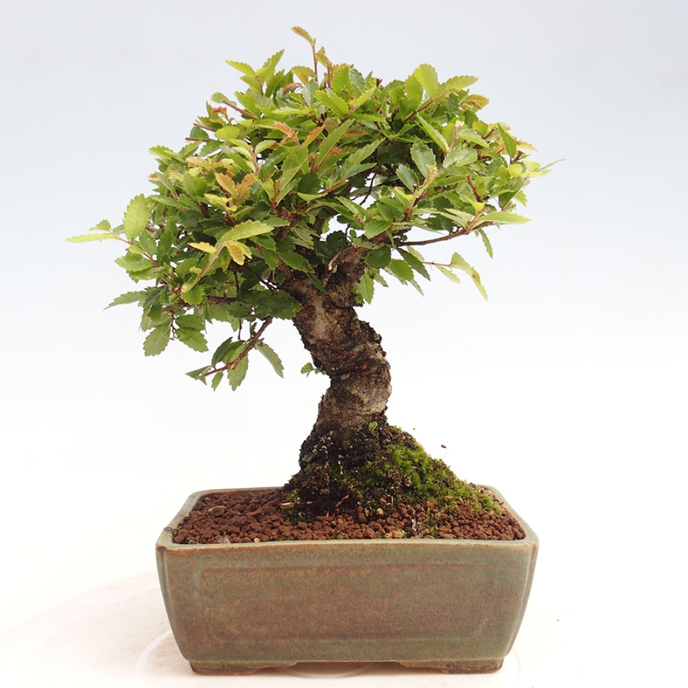 Vonkajšie bonsai - Zelkova - Zelkova Nirom