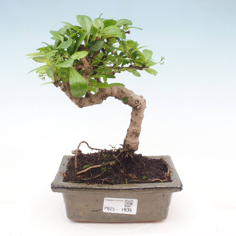 Izbová bonsai - Carmona macrophylla - Čaj fuki