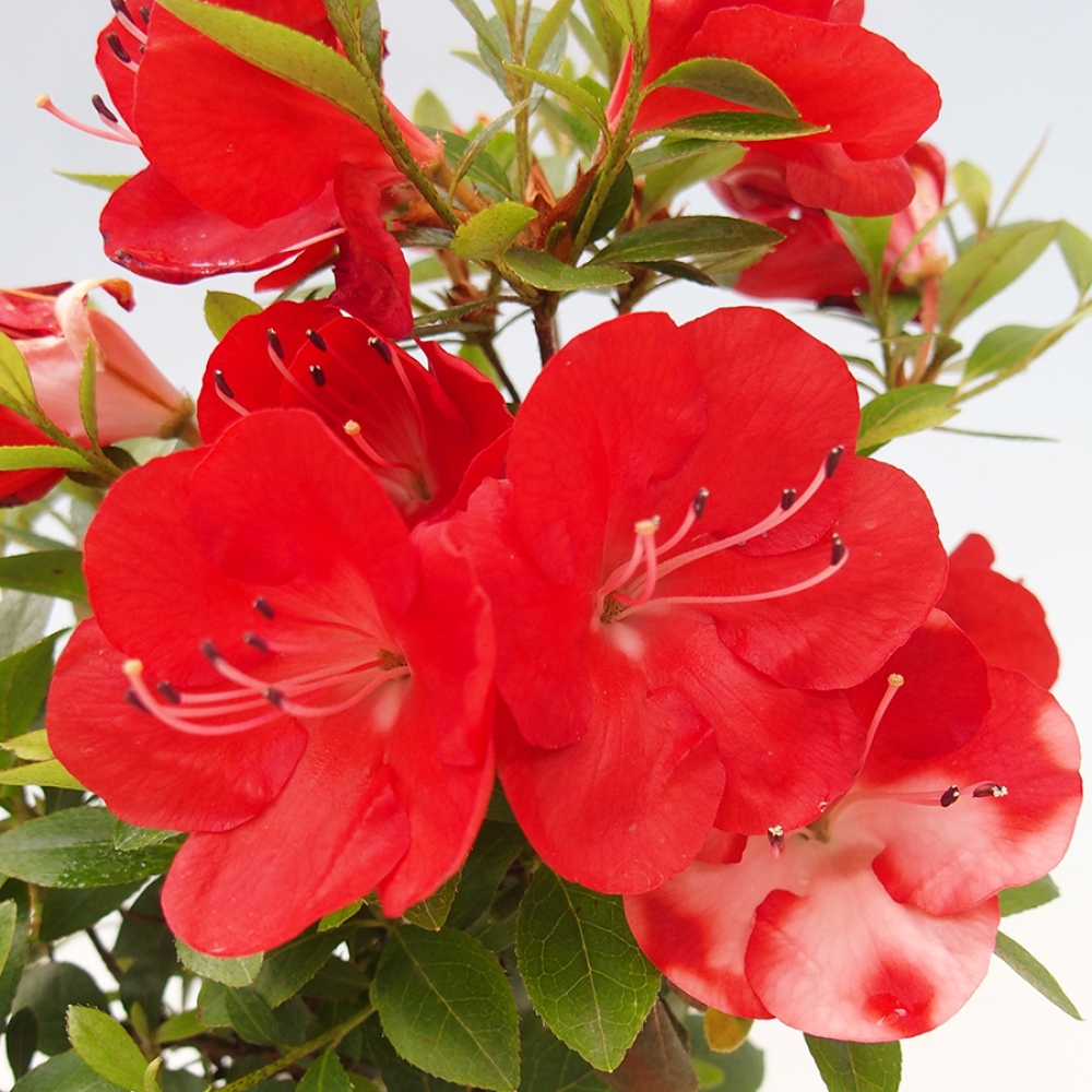 Vonkajší bonsai - Japonská azalka - Azalea Benibeni