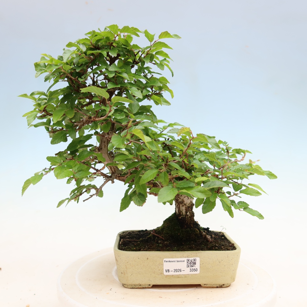 Vonkajší bonsaj -Carpinus coreana - Hrab kórejský