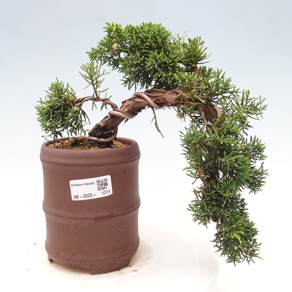 Vonkajší bonsai - Juniperus chinensis Kishu -Jalovec čínsky