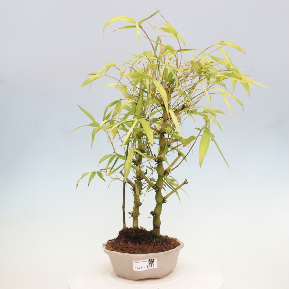 Izbová bonsai - Bambus budha-Bambus budhovo brucho