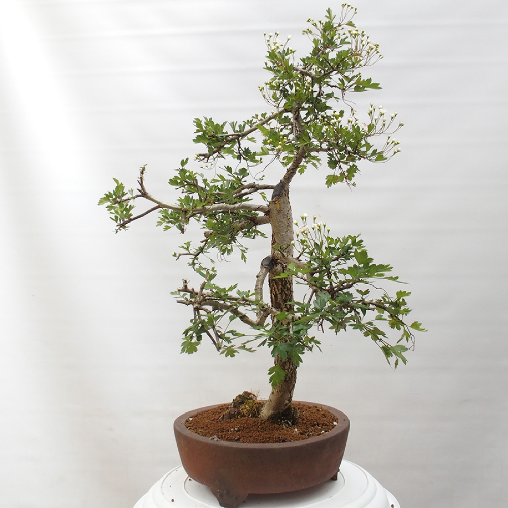 Vonkajší bonsai - Hloh - Crataegus monogyna