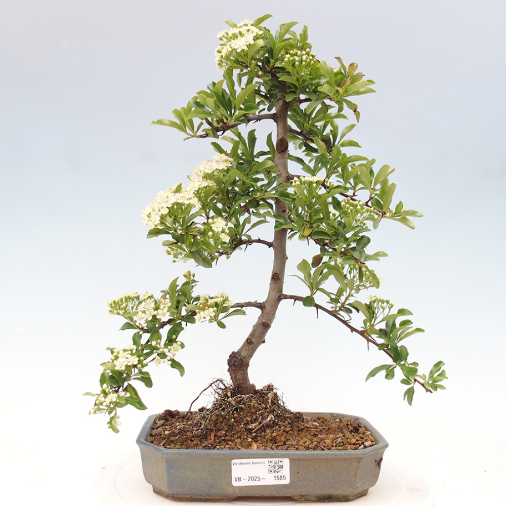Vonkajšia bonsai-Pyracanta Teton -Hlohyně