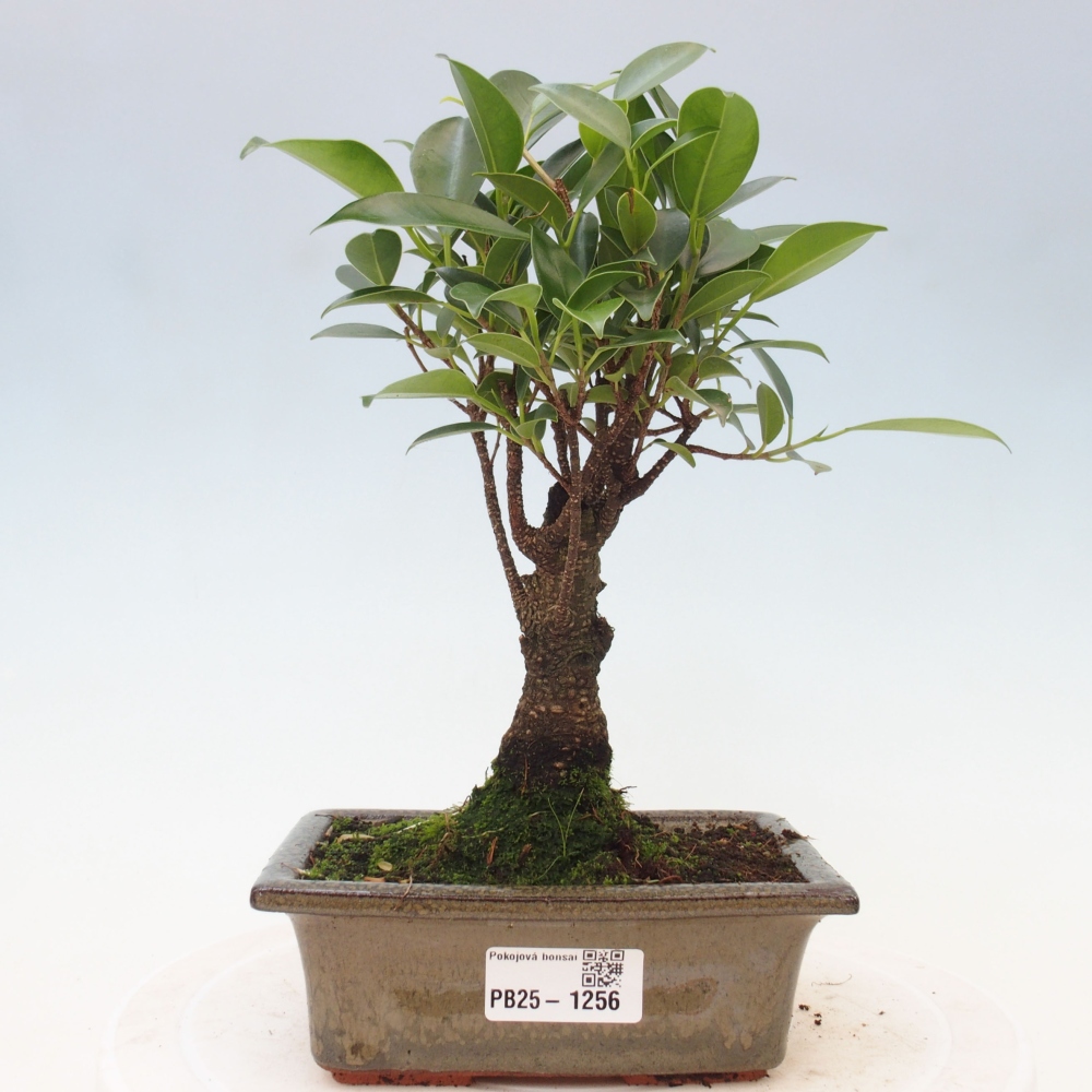 Izbová bonsai - Ficus retusa - malolistý fikus
