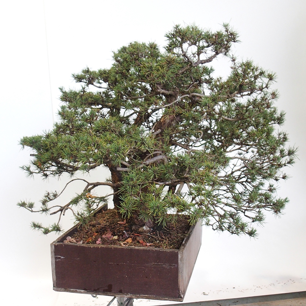 Yamadori - Pinus sylvestris Španielsko