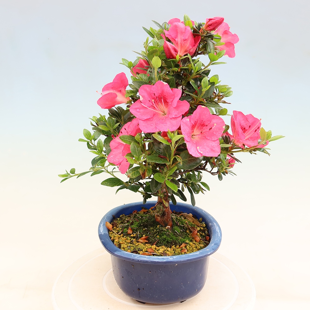 Vonkajšie bonsaje - Japonské azalky - Azalea Kobai