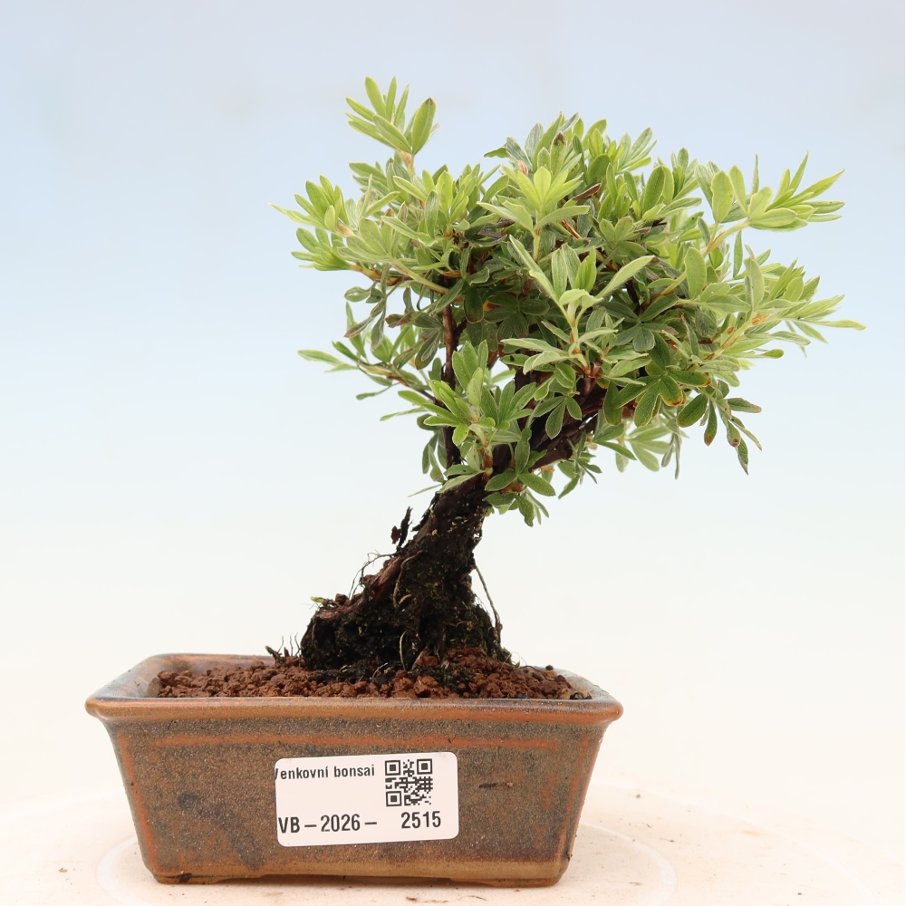 Vonkajšie bonsaje - Potentila fruticosa