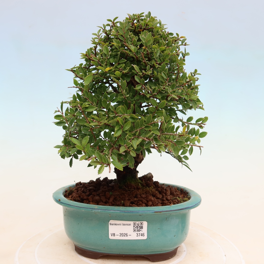 Vonkajšie bonsaje - Zelkova - Zelkova NIRE
