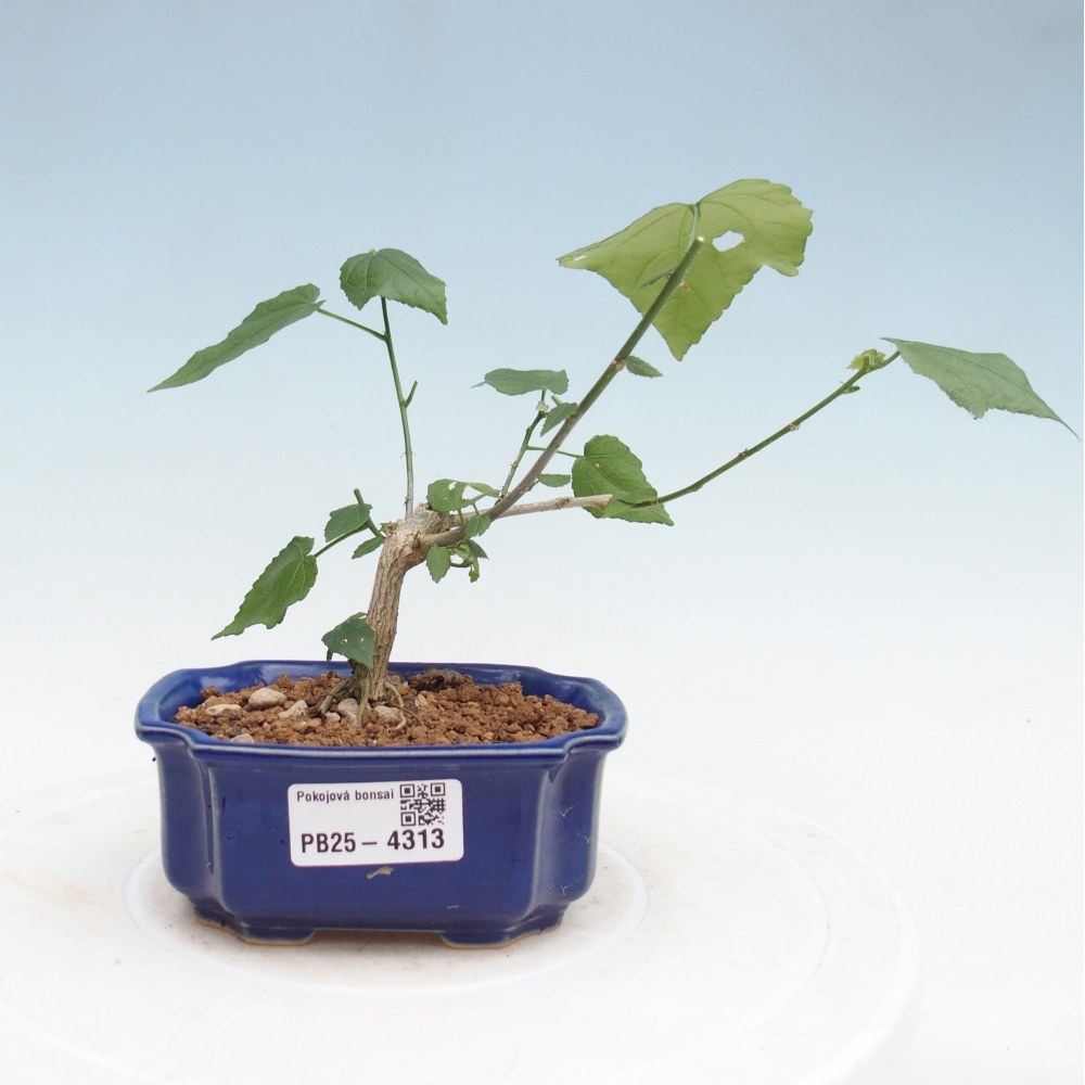 Izbový bonsaj - Malvaviscus arboreus