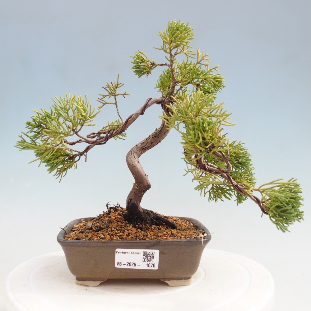 Vonkajší bonsaj - Juniperus chinensis Kishu