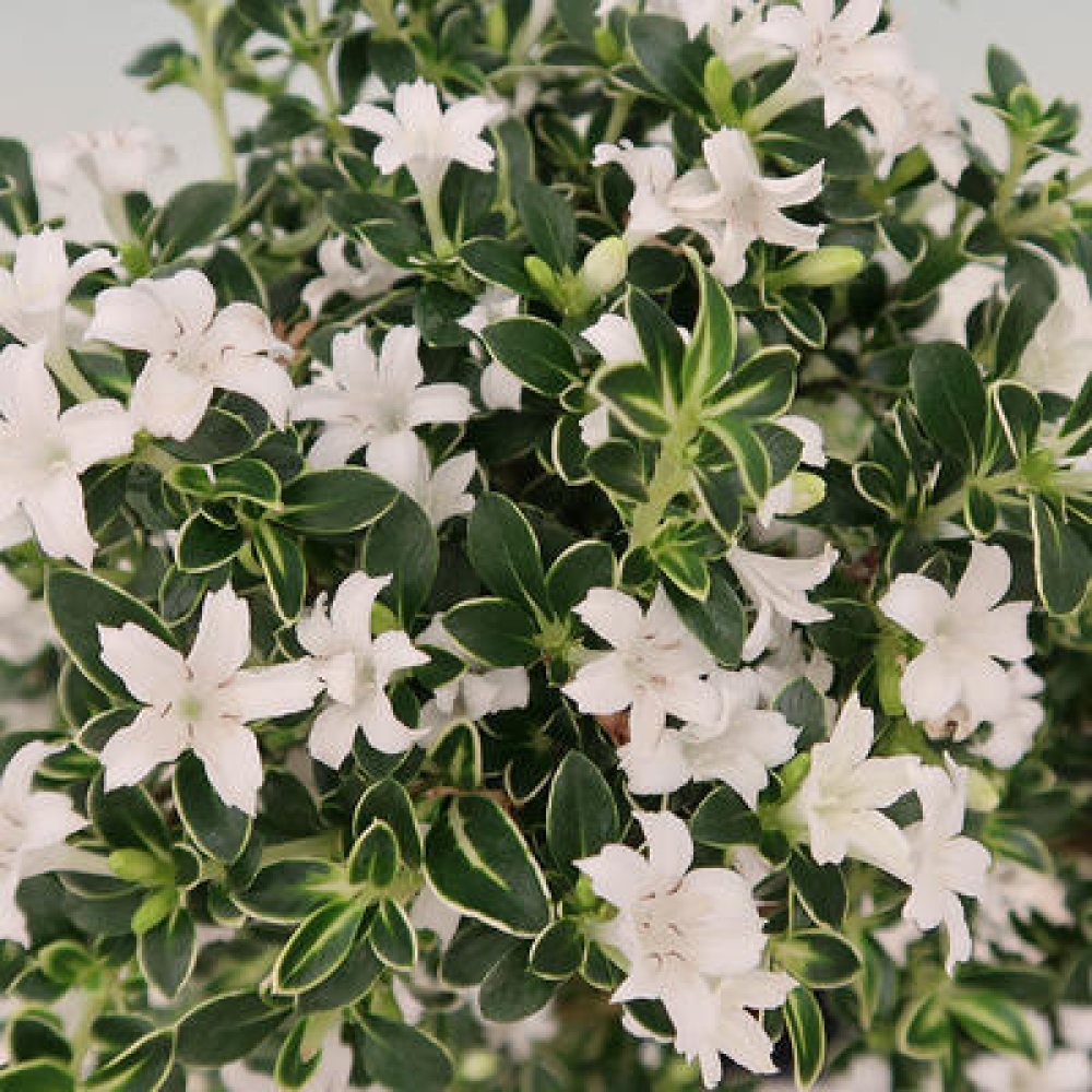 Izba bonsai – Serissa foetida Variegata – Strom tisíc hviezd