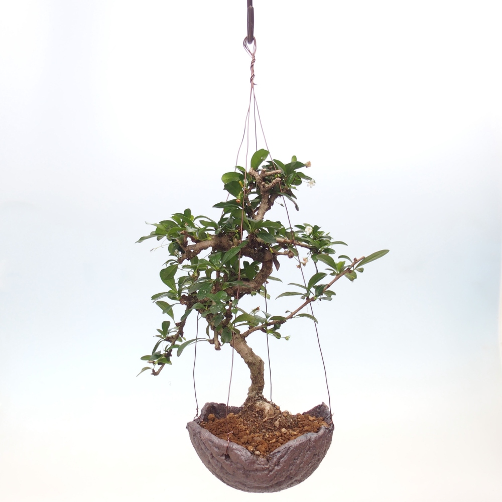 Kokedama v keramike - Čaj-fuki - Carmona macrophylla