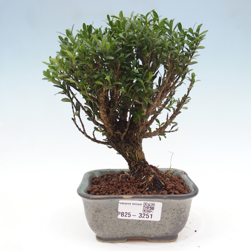 Izbové bonsaje - Buxus harlandii - korkový buxus