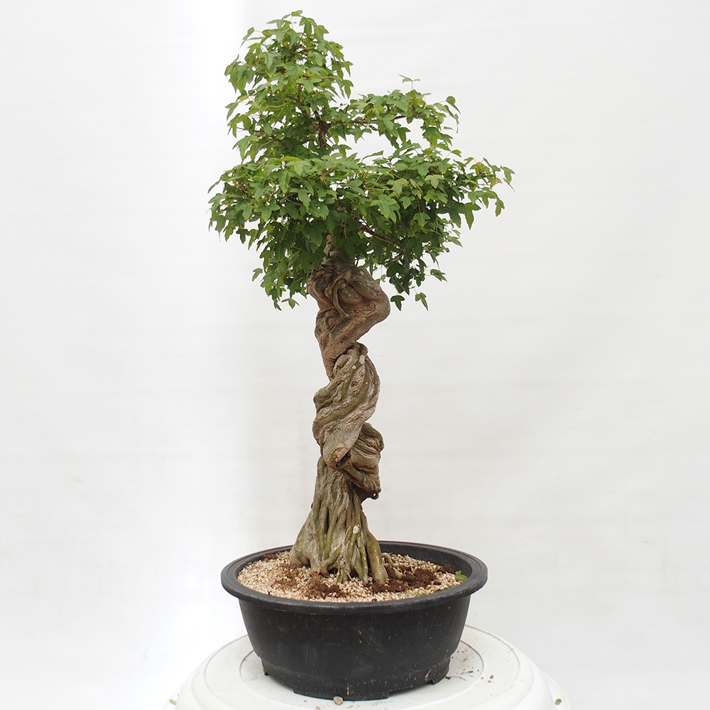 Vonkajšie bonsai - Javor Buergerianum - Javor Burgerův