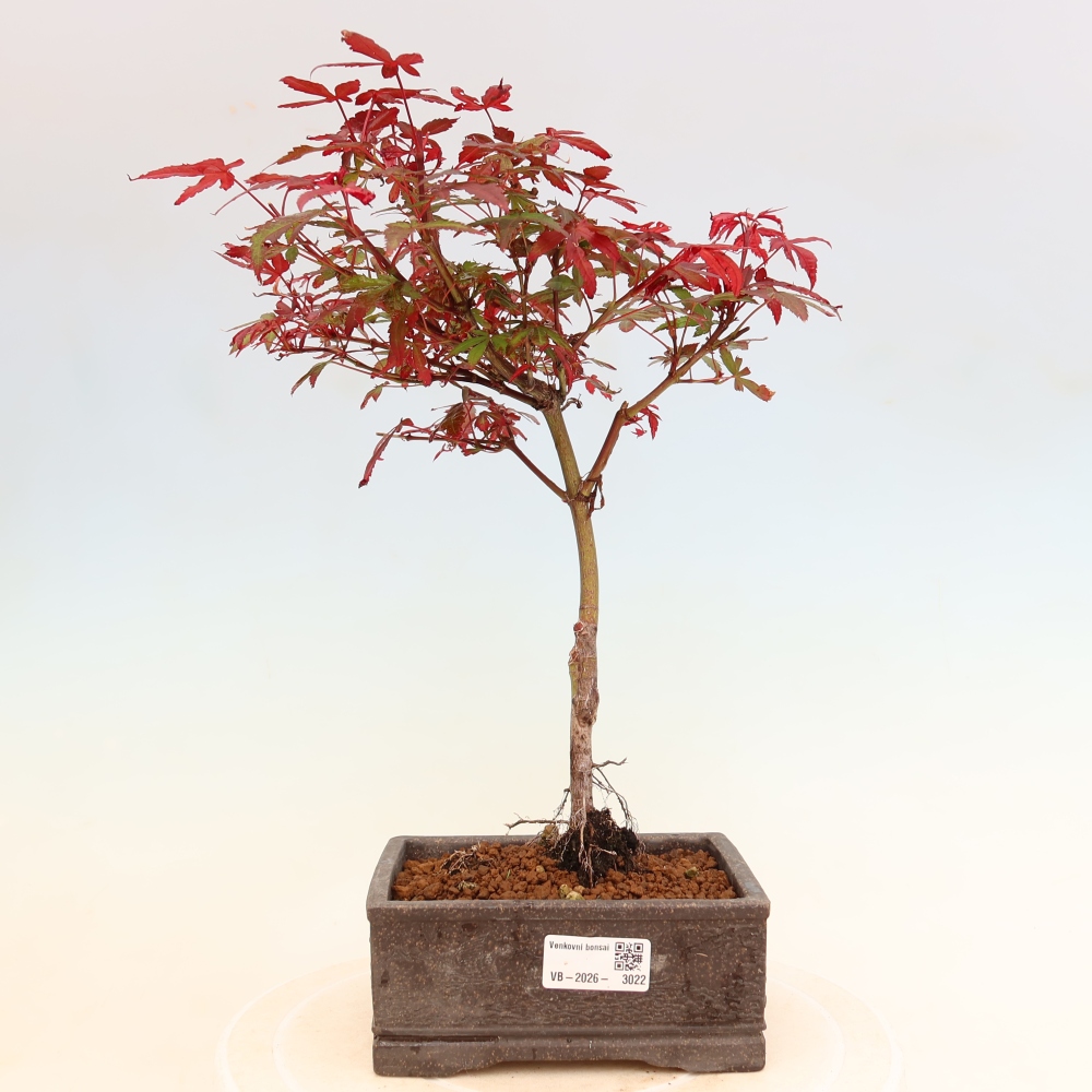 Vonkajší bonsai – javor dlaňolistý – Acer palmatum Berry Broom 