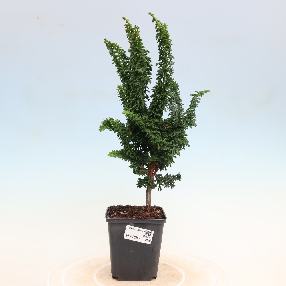 Vonkajší bonsaj - Cham. obtusa SEKKA HINOKI - Cypruštek