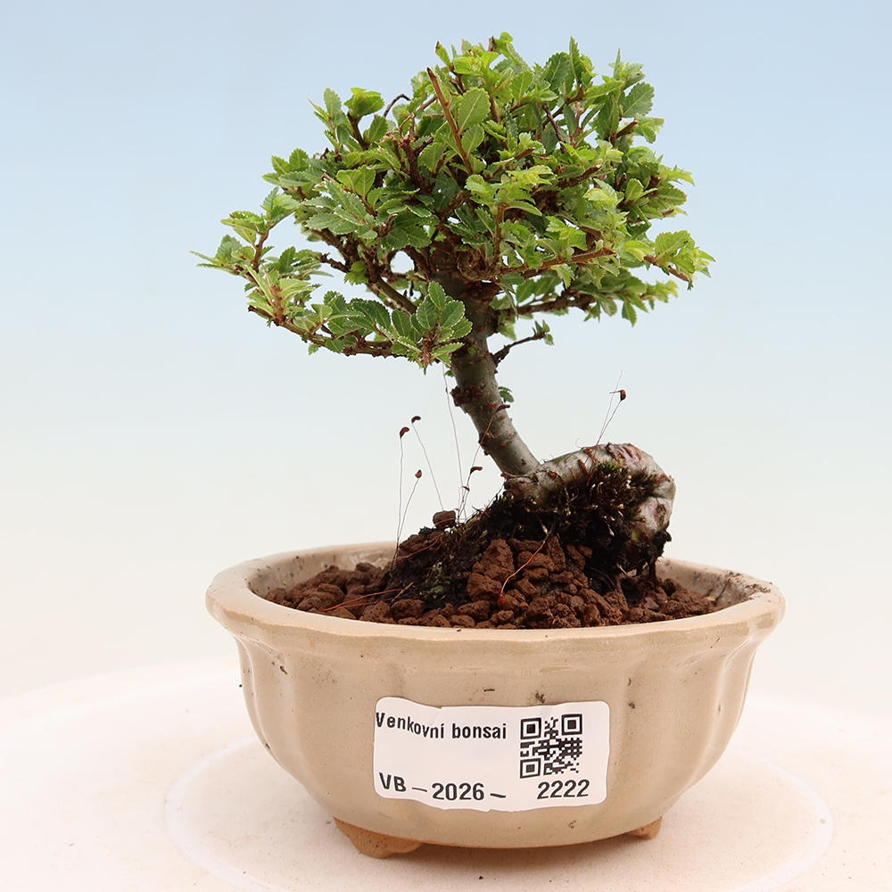 Vonkajší bonsai – Ulmus parvifolia Sagei – javor malolistý