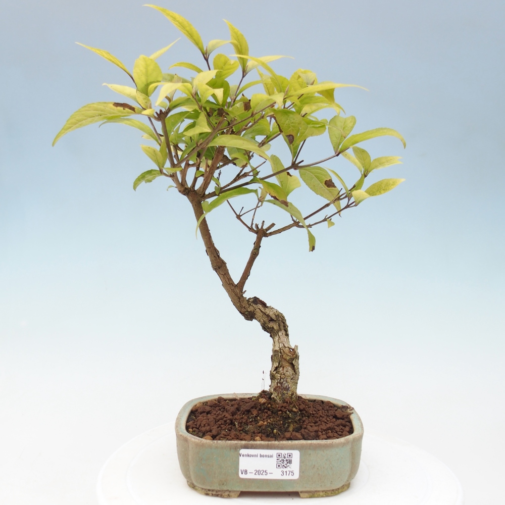 Vonkajšia bonsai - krásnoplodka - Callicarpa jap. Leucocarpa