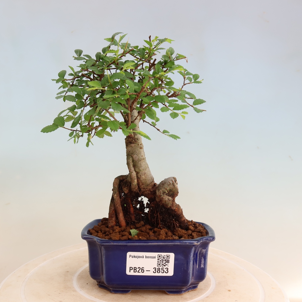 Izbový bonsaj - Ulmus parvifolia - brest malolistý