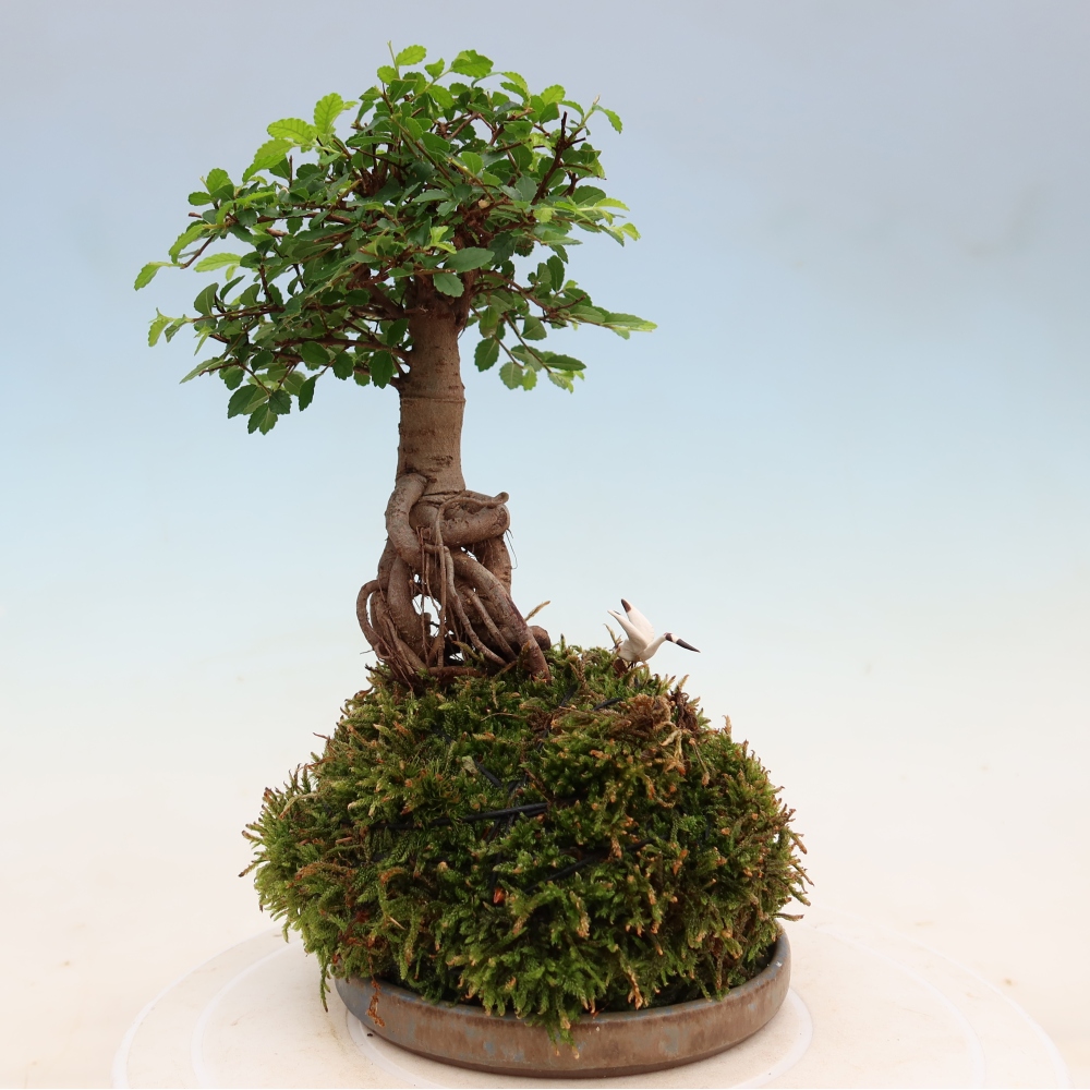Kokedama s miskou – Ulmus parvifolia – jaseň malolistý