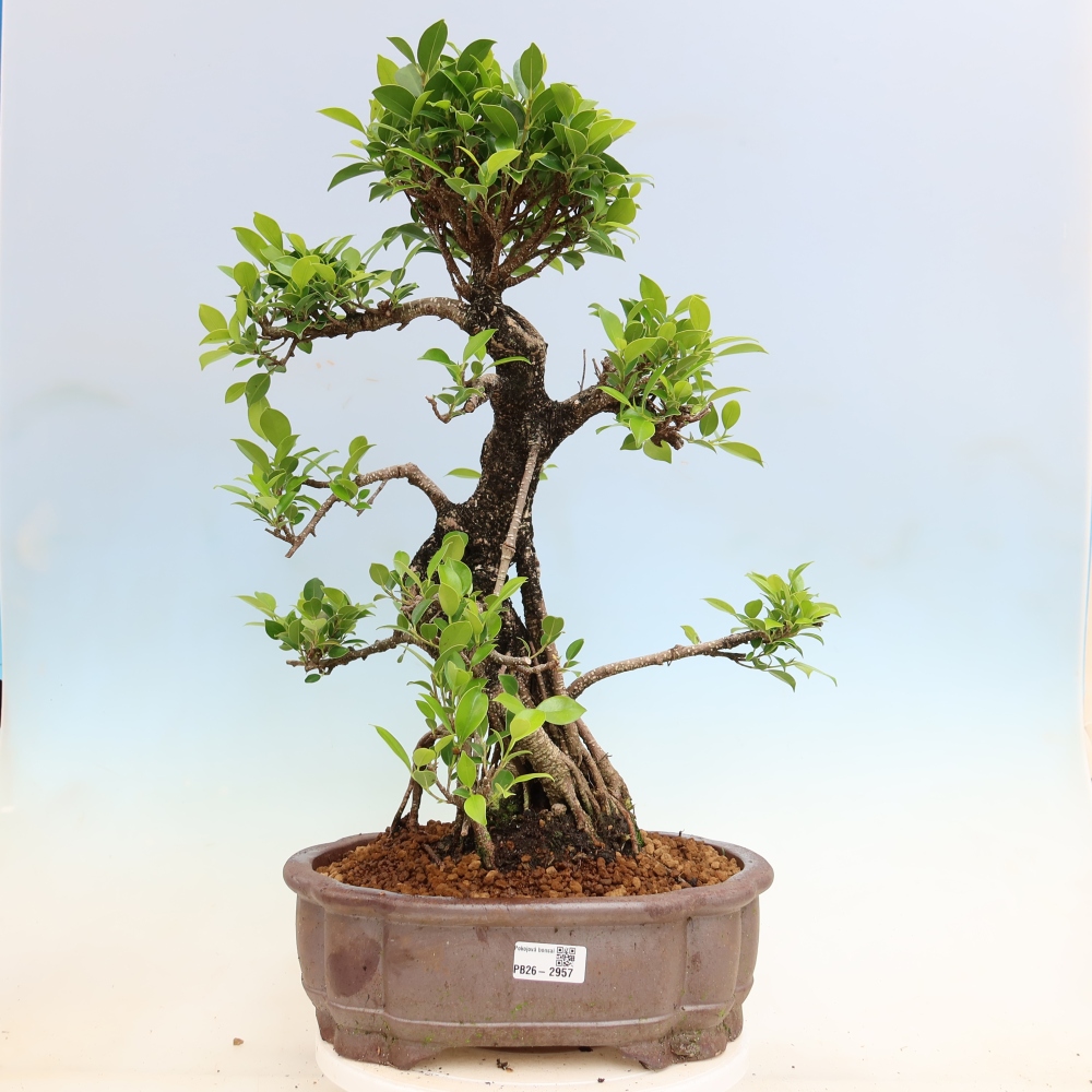 Izbové bonsaje - Ficus kimmen - drobnolistý fikus