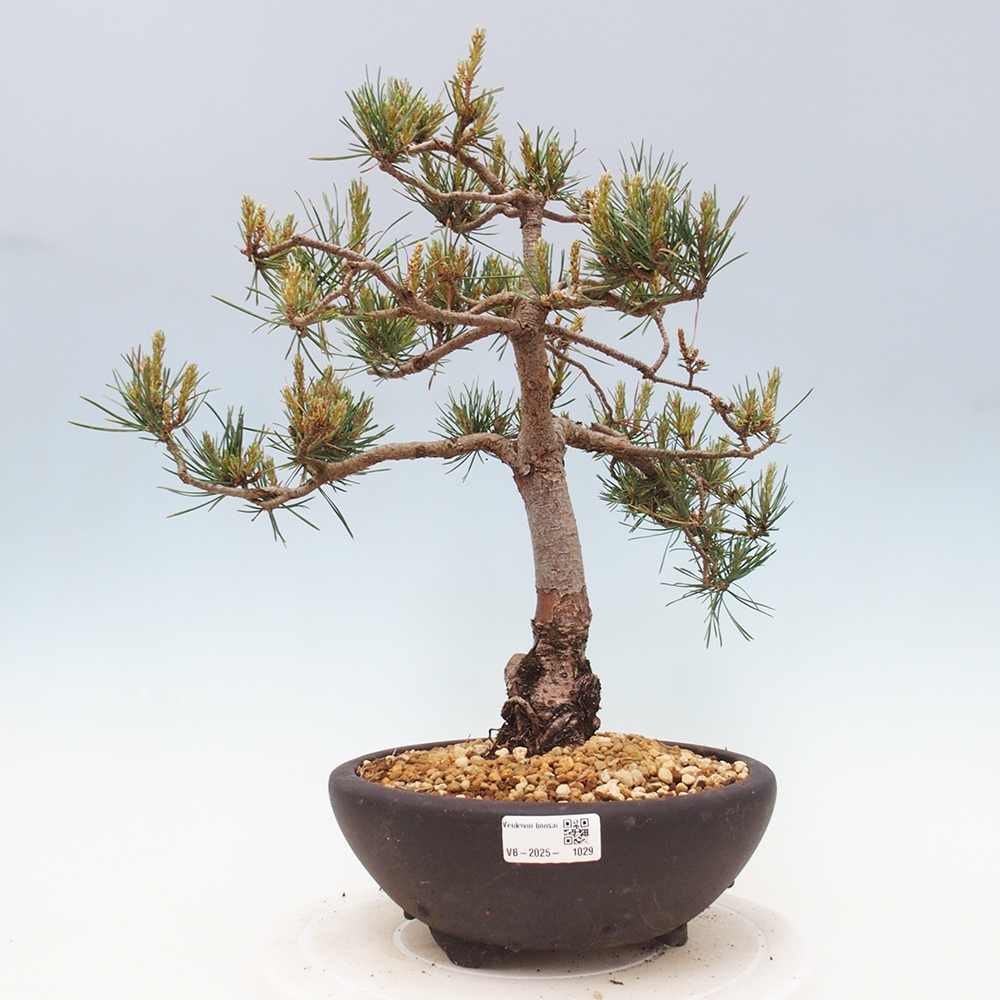 Vonkajšie bonsai - Pinus Sylvestris - Borovica lesná
