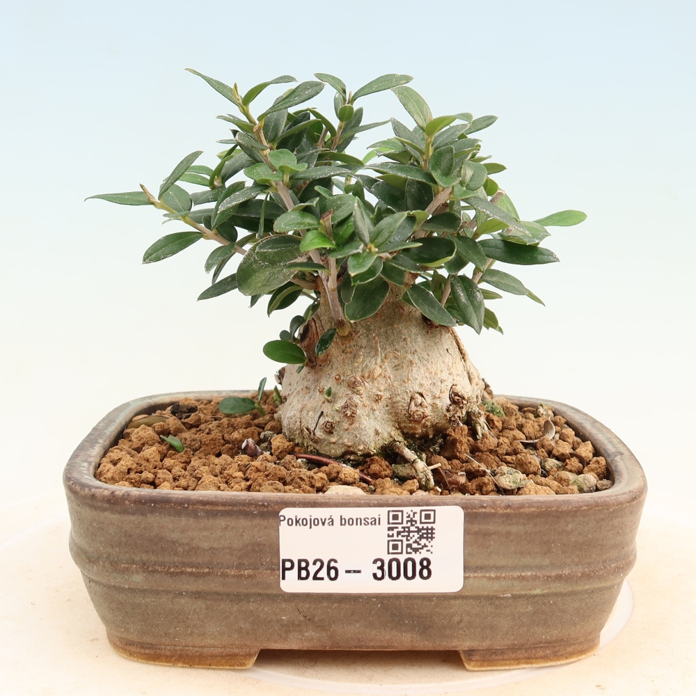 Izbový bonsaj - Olea europaea sylvestris