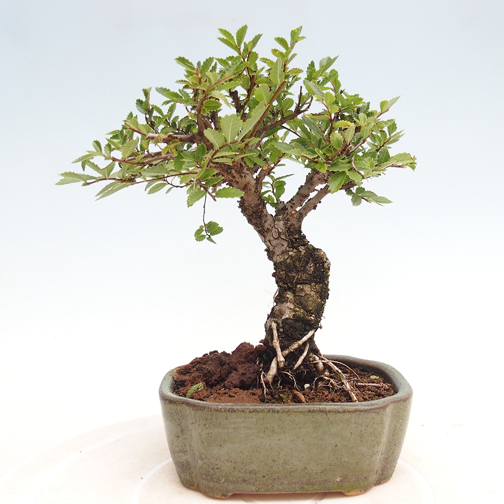 Vonkajšie bonsai - Zelkova - Zelkova Nirom