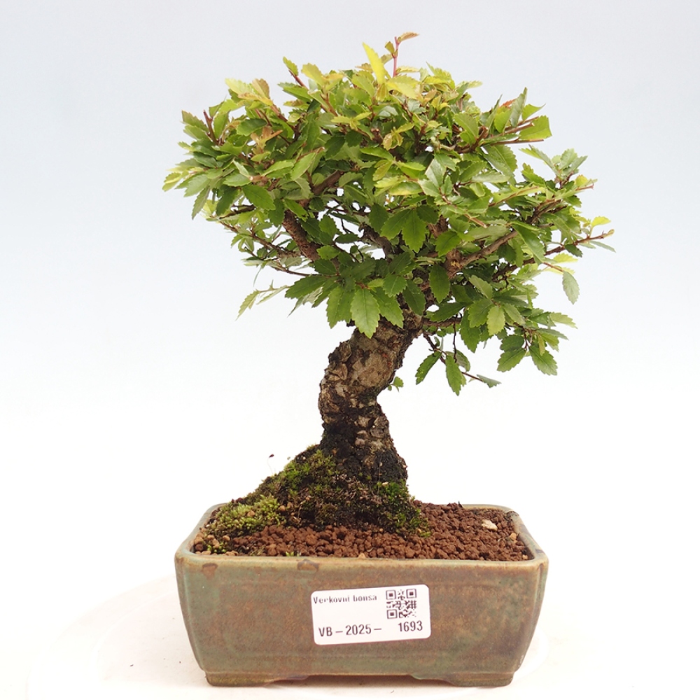 Vonkajšie bonsai - Zelkova - Zelkova Nirom