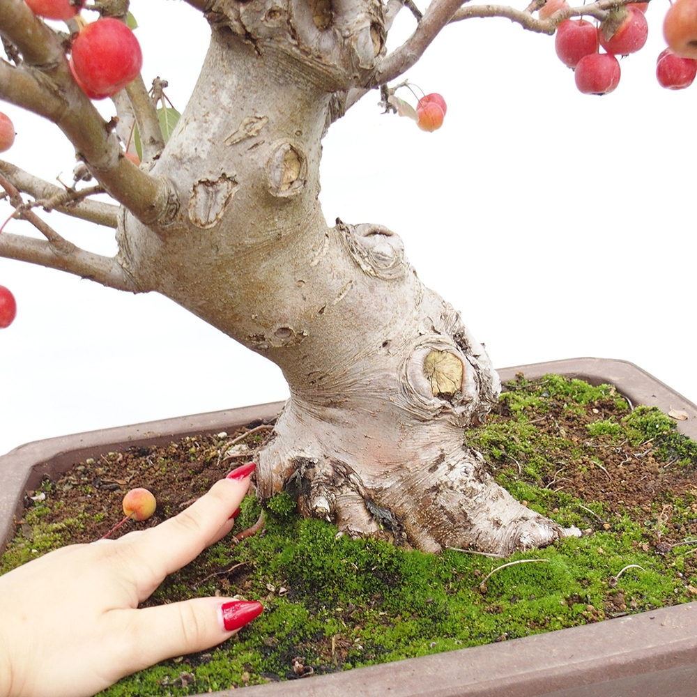 Vonkajší bonsai -Malus halliana - Maloplodá jabloň