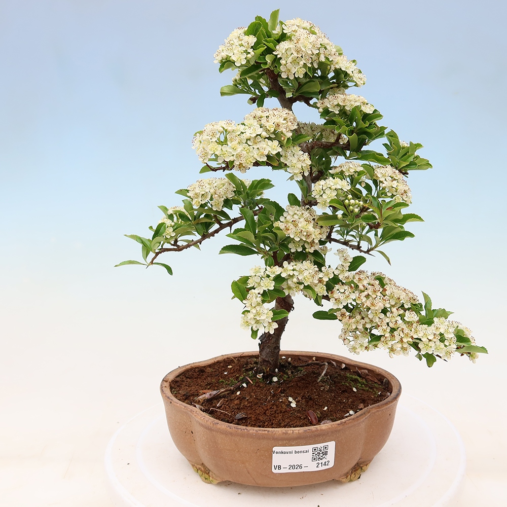 Vonkajší bonsai – Pyracantha teton – hlohovec šarlátový