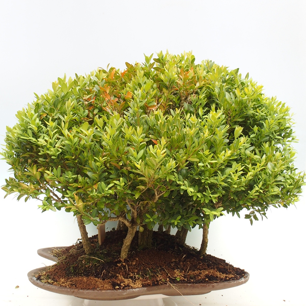 Vonkajšie bonsai - Buxus sempervirens - krušpán